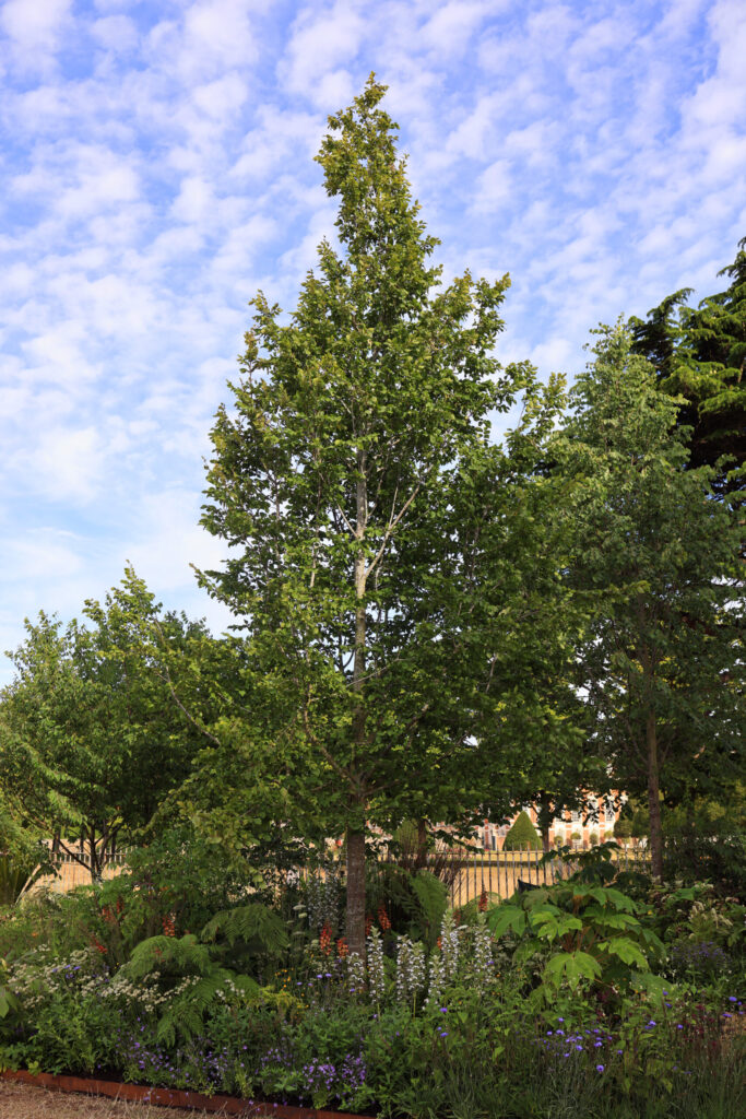 RHS Hampton Court Palace Garden Festival – 3 July 2022