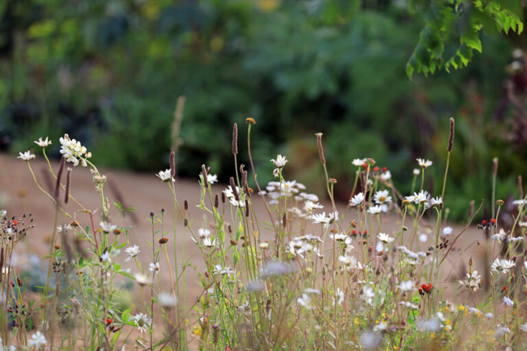 RHS Hampton Court Palace Garden Festival – 3 July 2022