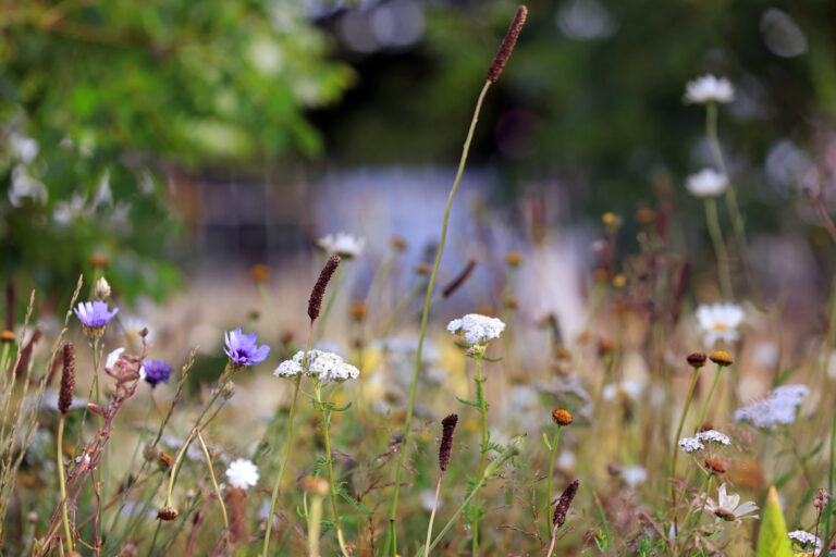 RHS Hampton Court Palace Garden Festival – 3 July 2022