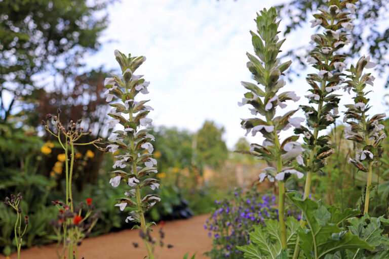 RHS Hampton Court Palace Garden Festival – 3 July 2022
